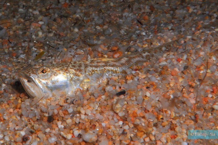 Echiichthys vipera