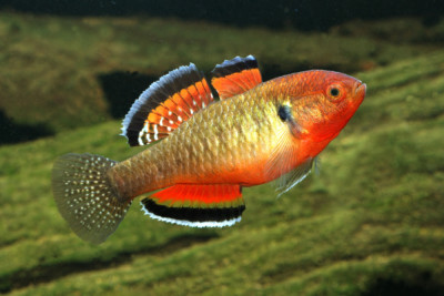 Hypseleotris compressa