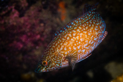 Labrus bergylta
