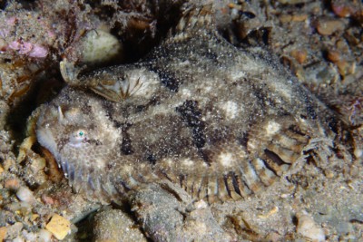 Monochirus hispidus Soleidae