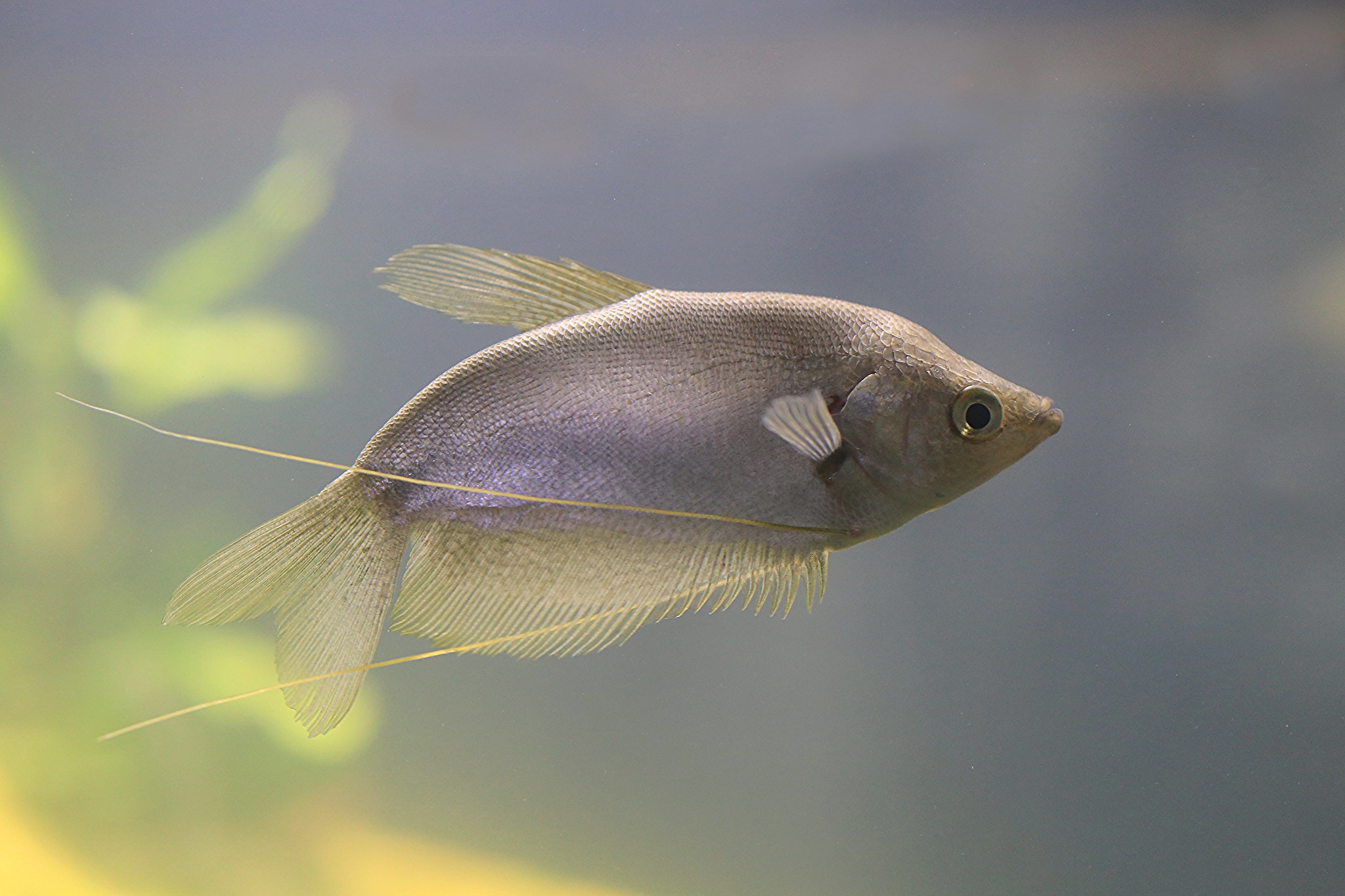 Trichopodus microlepis