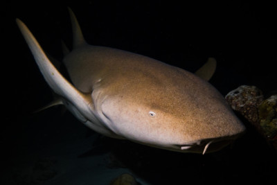 tiburón nodriza