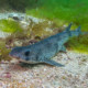 picture of Scyliorhinus canicula