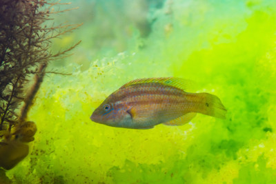 Symphodus bailloni Labridae