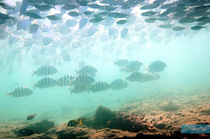 Archosargus probatocephalus - sargo chopa