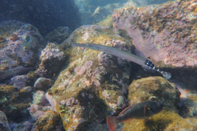 pez trompeta del atlántico oriental