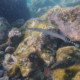 picture of Aulostomus strigosus