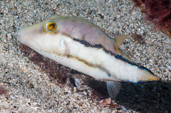 Canthigaster capistrata