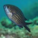 picture of Chromis chromis