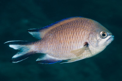 fula blanca