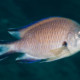 picture of Chromis limbata