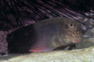 blennie atlantique Blenniidae