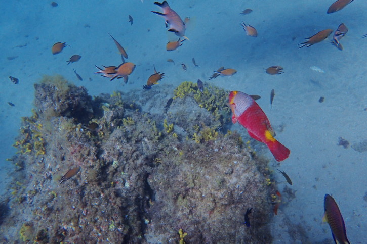 15 poissons à observer en snorkeling dans les Canaries (et à Madère) 15 poissons à observer en snorkeling dans les Canaries (et à Madère)