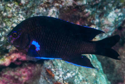 demoiselle des Canaries Pomacentridae