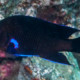 picture of similiparma lurida