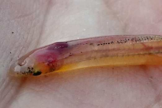 Candiru, la menace pénis : une nouvelle espèce décrite au Brésil Candiru, la menace pénis : une nouvelle espèce décrite au Brésil