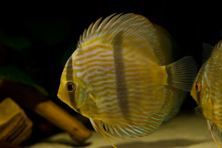 Quels poissons pour réaliser un aquarium amazonien ? Quels poissons pour réaliser un aquarium amazonien ?