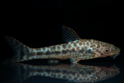 Otocinclus arnoldi Loricariidae