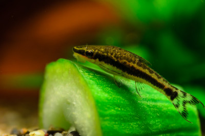 Otocinclus vittatus Loricariidae