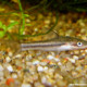 picture of Otocinclus affinis