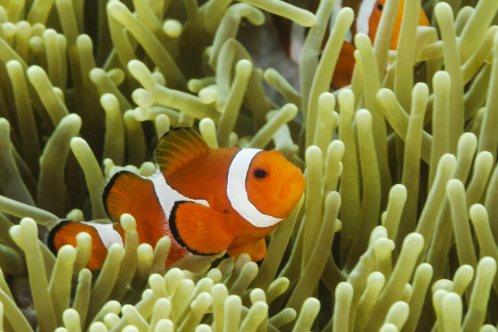 Amphiprion percula