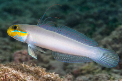 Valenciennea strigata Gobiidae