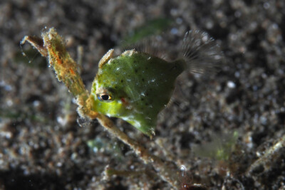 Acreichthys tomentosus
