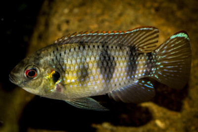 poisson papillon africain Cichlidae