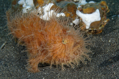 pez rana peludo Antennariidae
