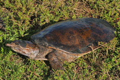 Apalone ferox Trionychidae
