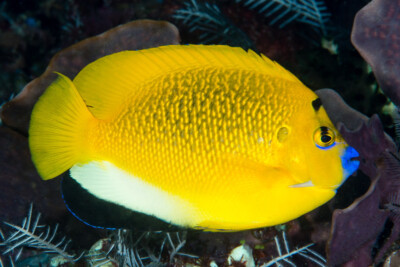 Apolemichthys trimaculatus Pomacanthidae