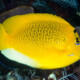 picture of Apolemichthys trimaculatus