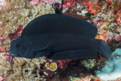 Atrosalarias fuscus Blenniidae