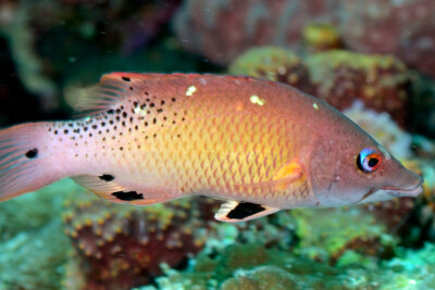 vieja Diana Labridae