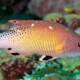 picture of Bodianus diana