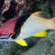 picture of Bodianus mesothorax