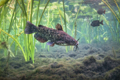 Ameiurus nebulosus