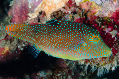 canthigaster tacheté du Pacifique Tetraodontidae