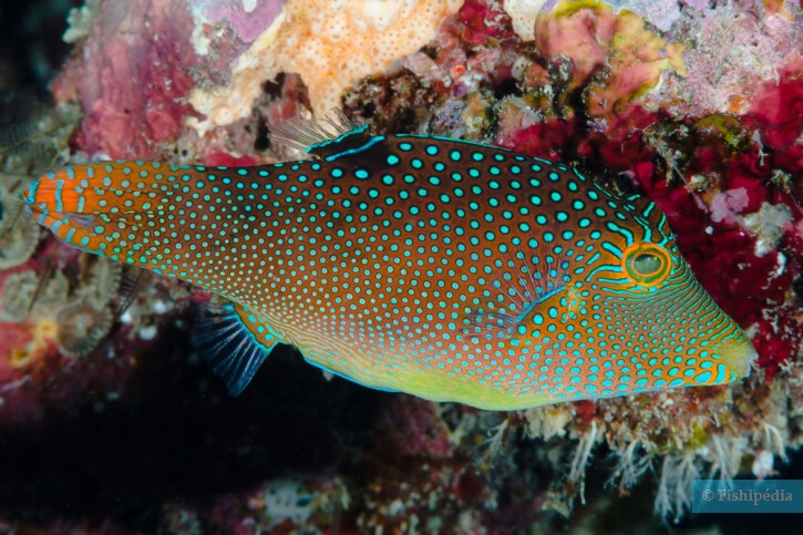 Canthigaster solandri