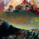 picture of Canthigaster solandri