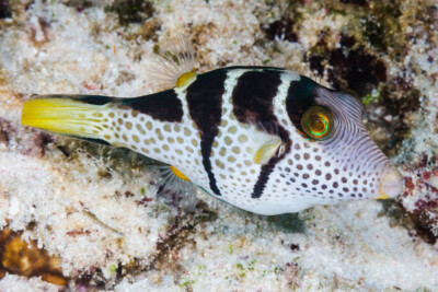 Canthigaster valentini Tetraodontidae