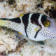 picture of Canthigaster valentini