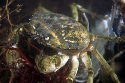 Carcinus maenas Carcinidae
