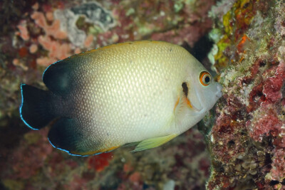 pearlscale angelfish Pomacanthidae