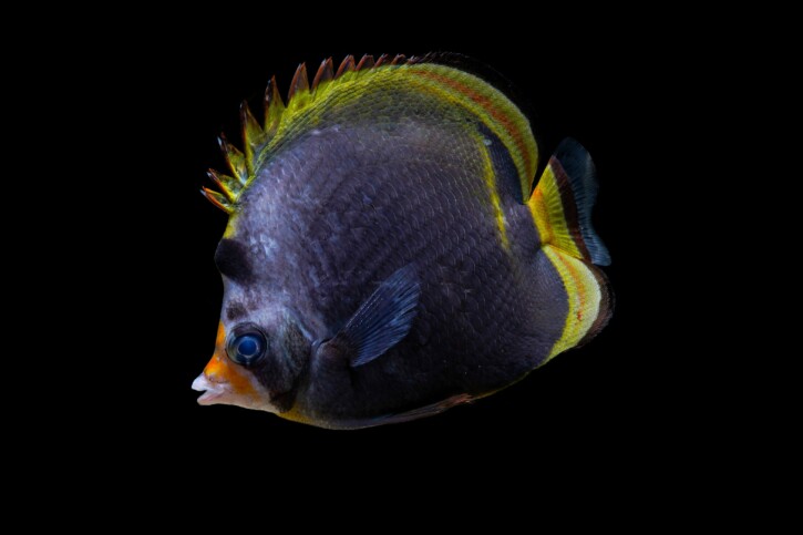 Chaetodon flavirostris