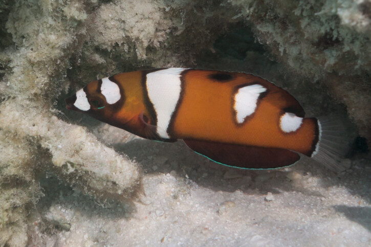 Coris formosa - girelle reine