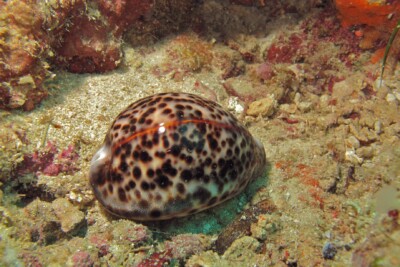 porcelaine-tigre Cypraeidae