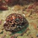 picture of Cypraea tigris