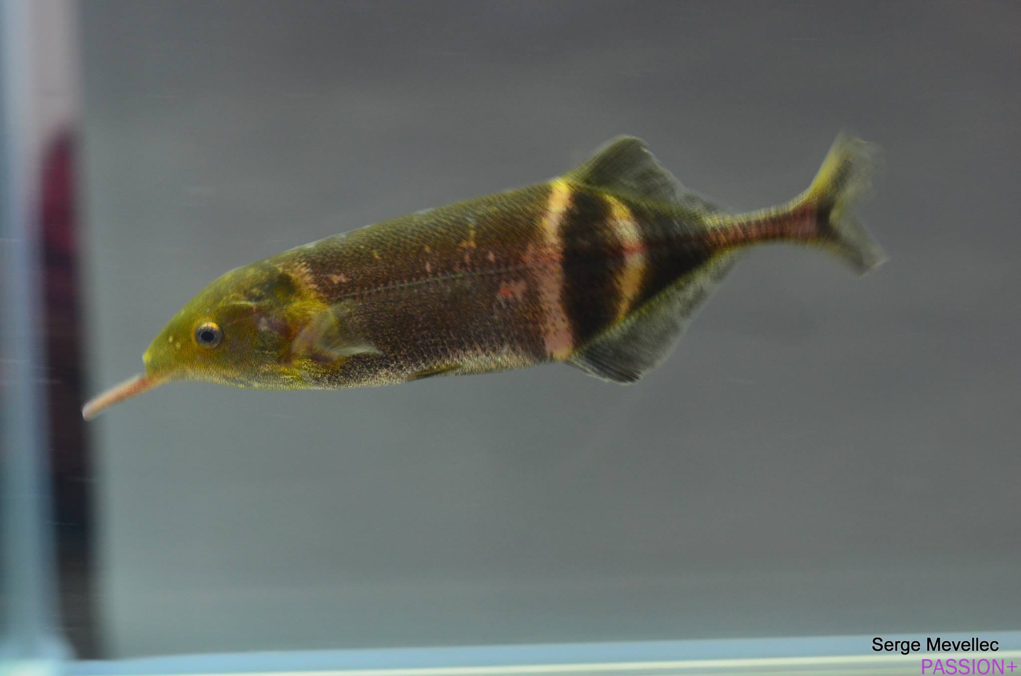 Gnathonemus petersii • pez elefante • Ficha de pez