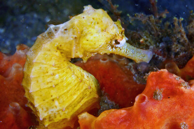 Hippocampe à long nez Syngnathidae